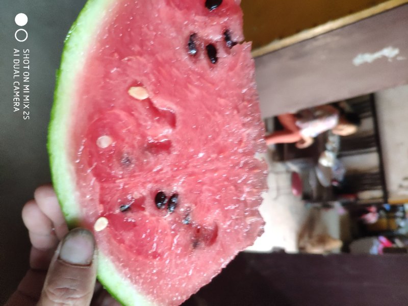 8424西瓜美都，大量上市，保证质量，诚信经营