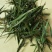 竹叶茶中药材淡竹叶