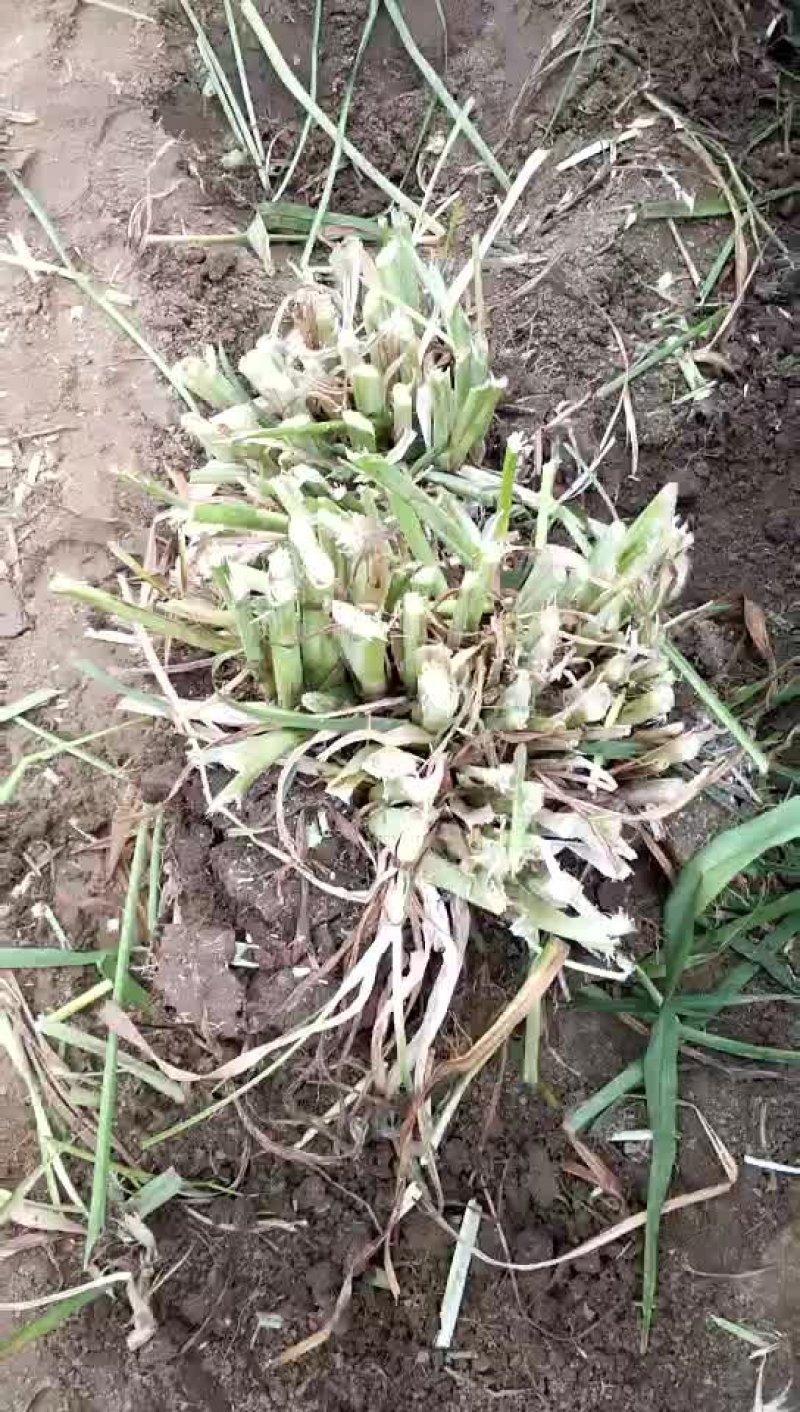 精品四月花黄花菜种苗销售