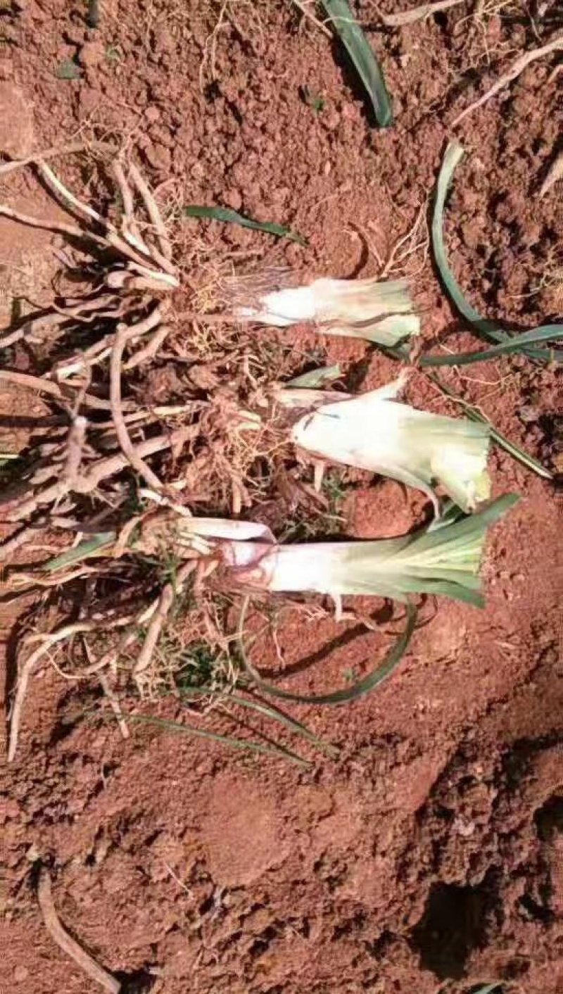 精品四月花黄花菜种苗销售