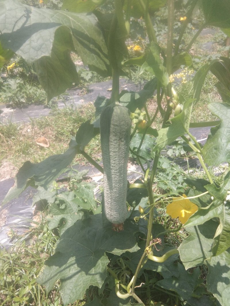 绉皮丝瓜