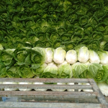 春季黄心大白菜