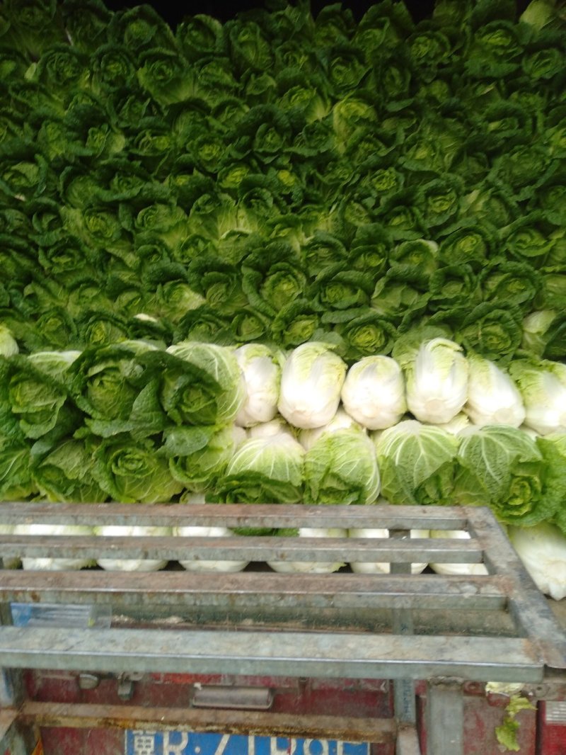 春季黄心大白菜
