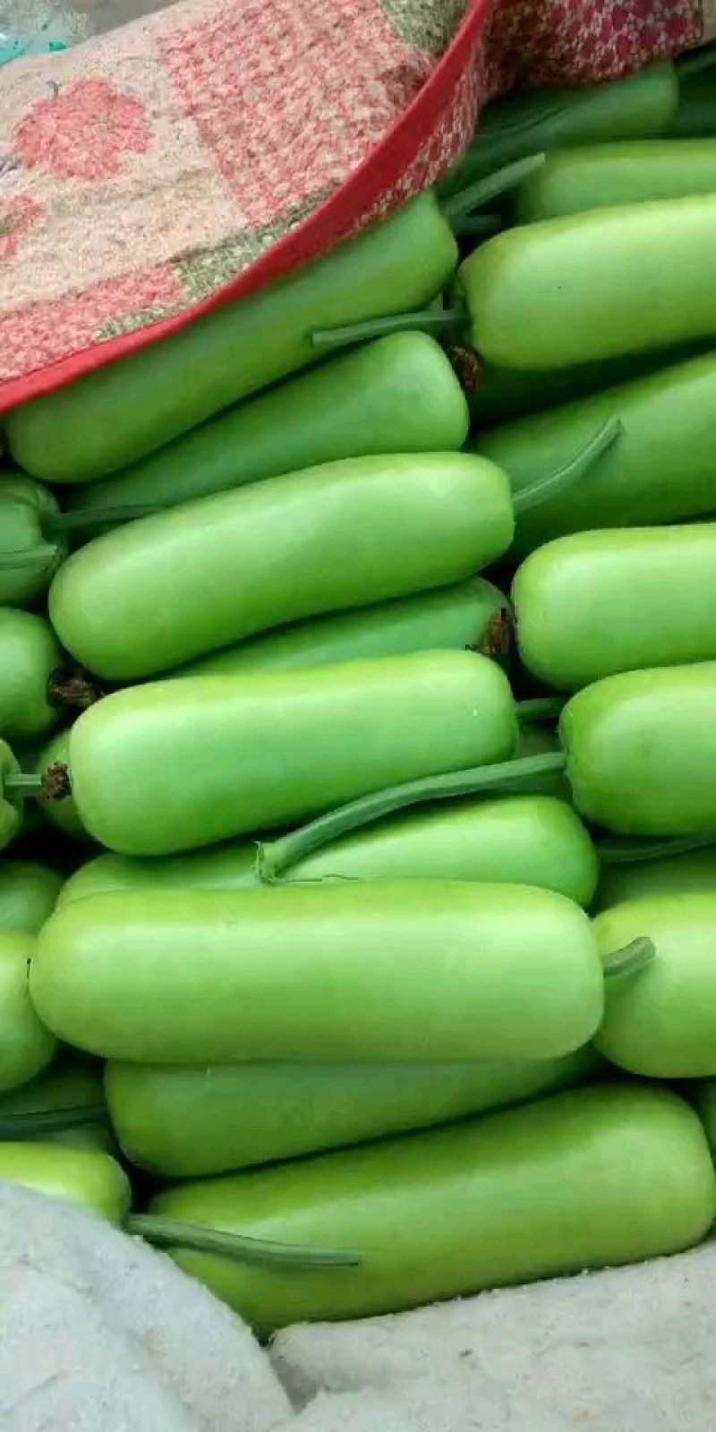 精品弧瓜大量供应中，供应各大市场、超市、加工厂