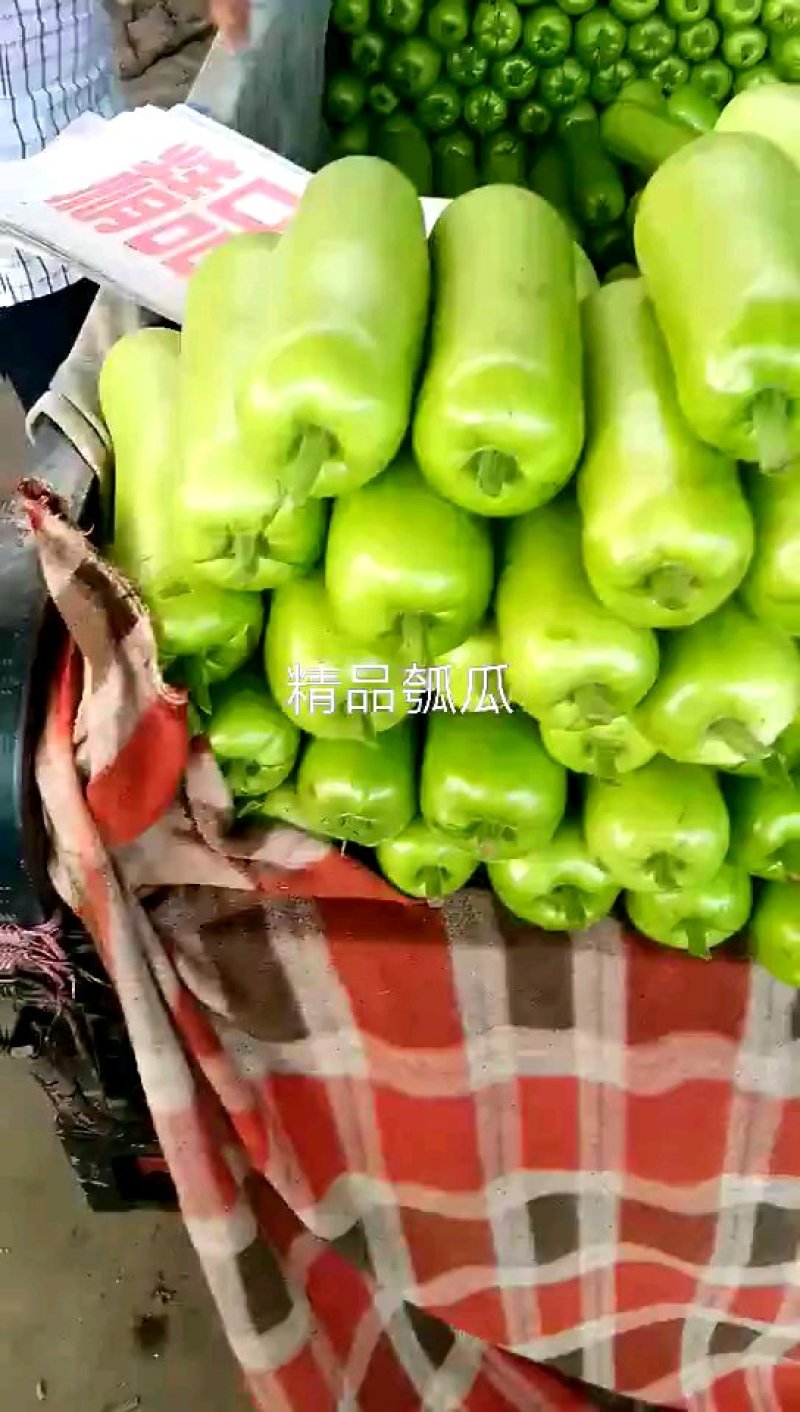 精品弧瓜大量供应中，供应各大市场、超市、加工厂
