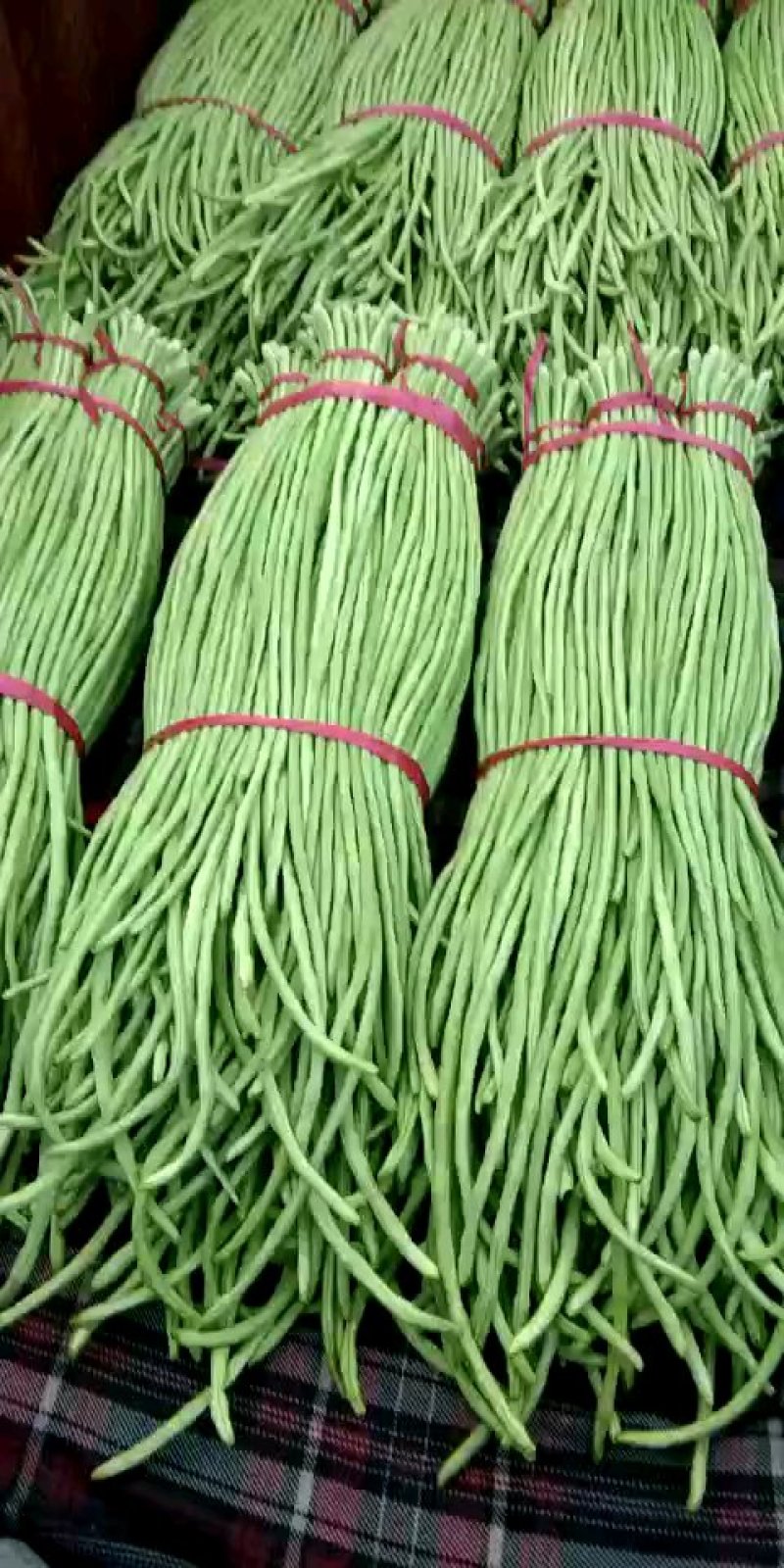 精品长豆角大量上市，常年供应各大超市、加工厂、各大市场…