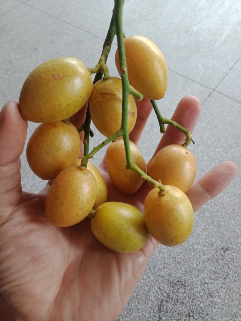超大黄皮，味甜肉多核小