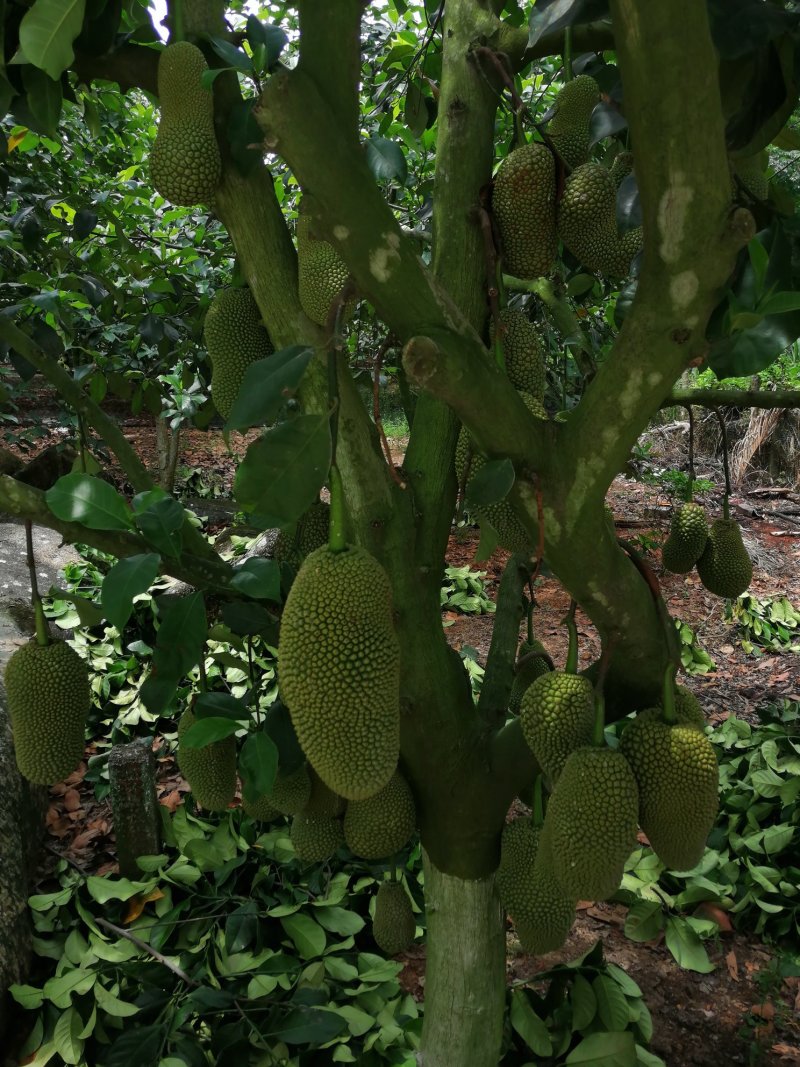 榴莲蜜