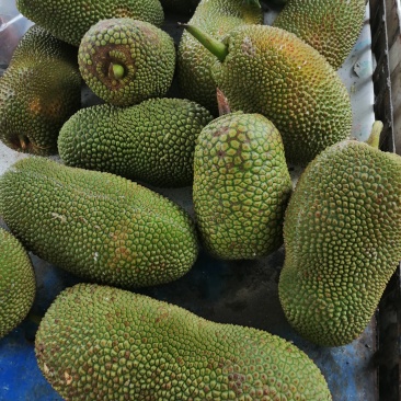 榴莲蜜