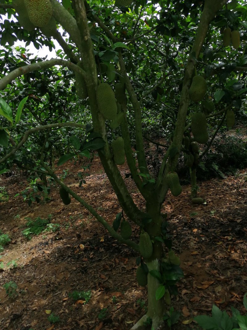 榴莲蜜