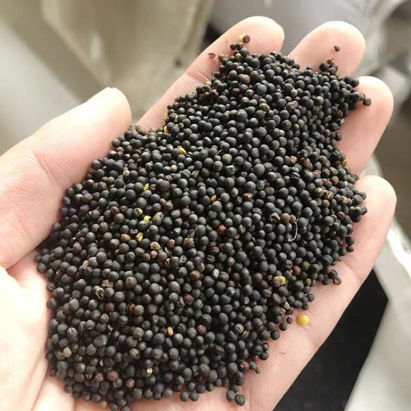 甘肃油菜籽优质菜籽，播种发芽率高，颗粒饱满，窄油产量高