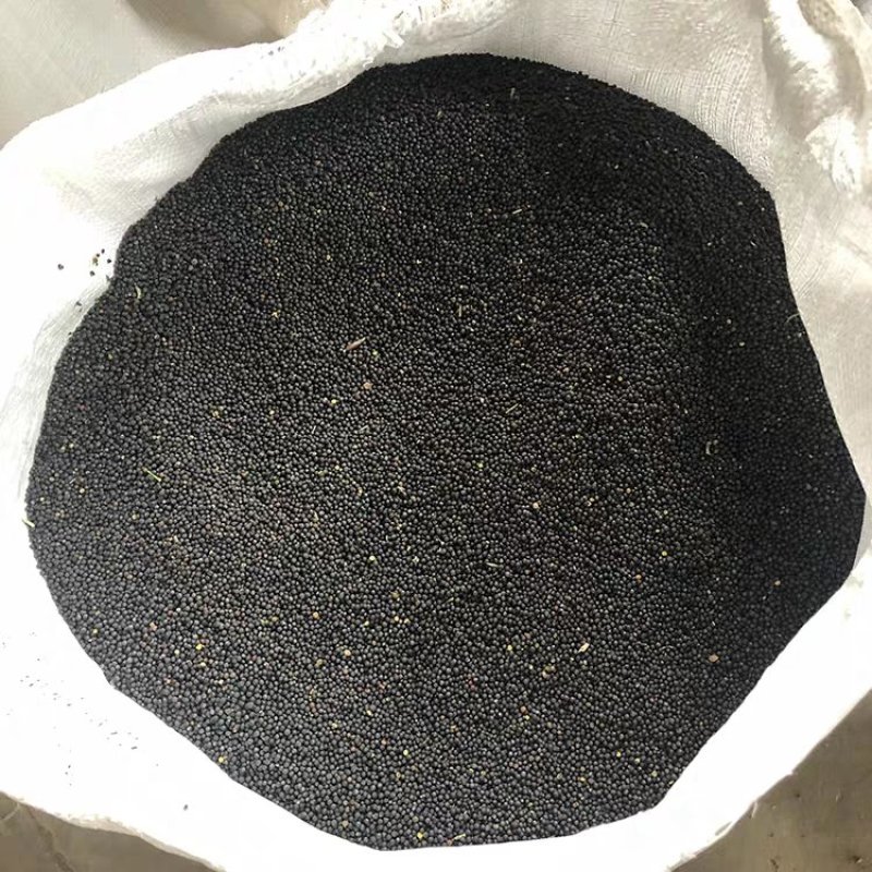甘肃油菜籽优质菜籽，播种发芽率高，颗粒饱满，窄油产量高