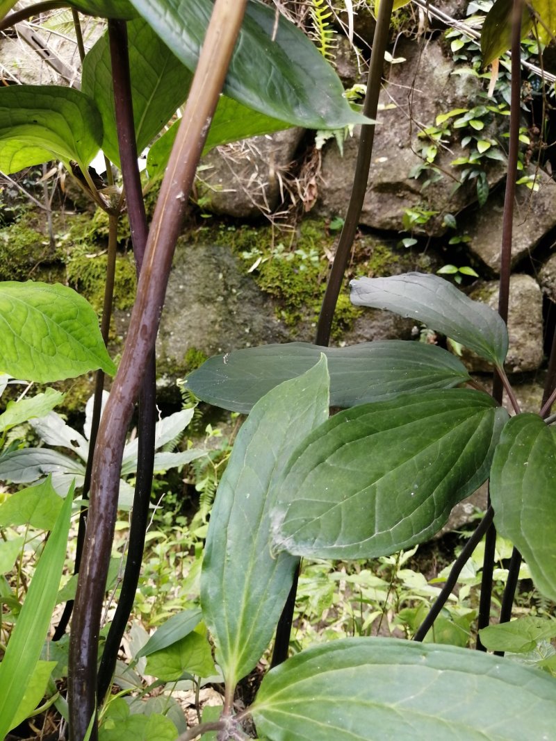 七叶一枝花