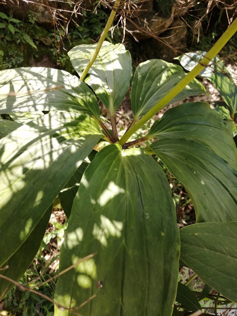 七叶一枝花