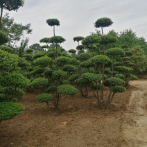 小叶女贞造型树河南造型树基地直供