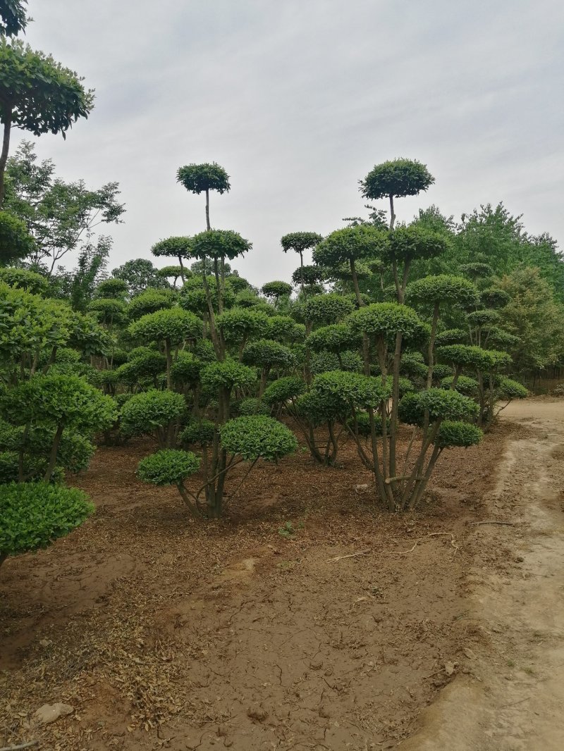 小叶女贞造型树河南造型树基地直供