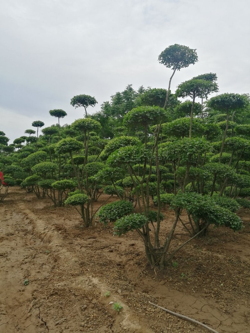 小叶女贞造型树河南造型树基地直供