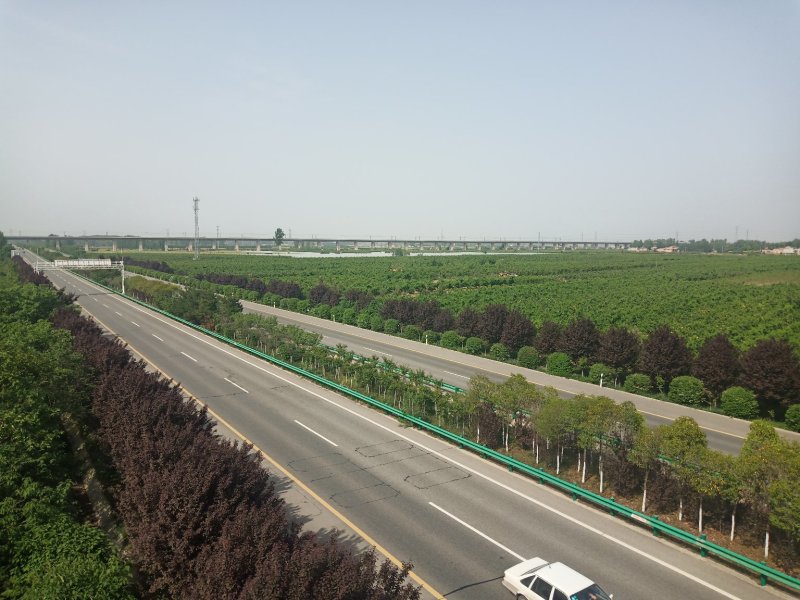 大量供应沙红毛桃.75起步