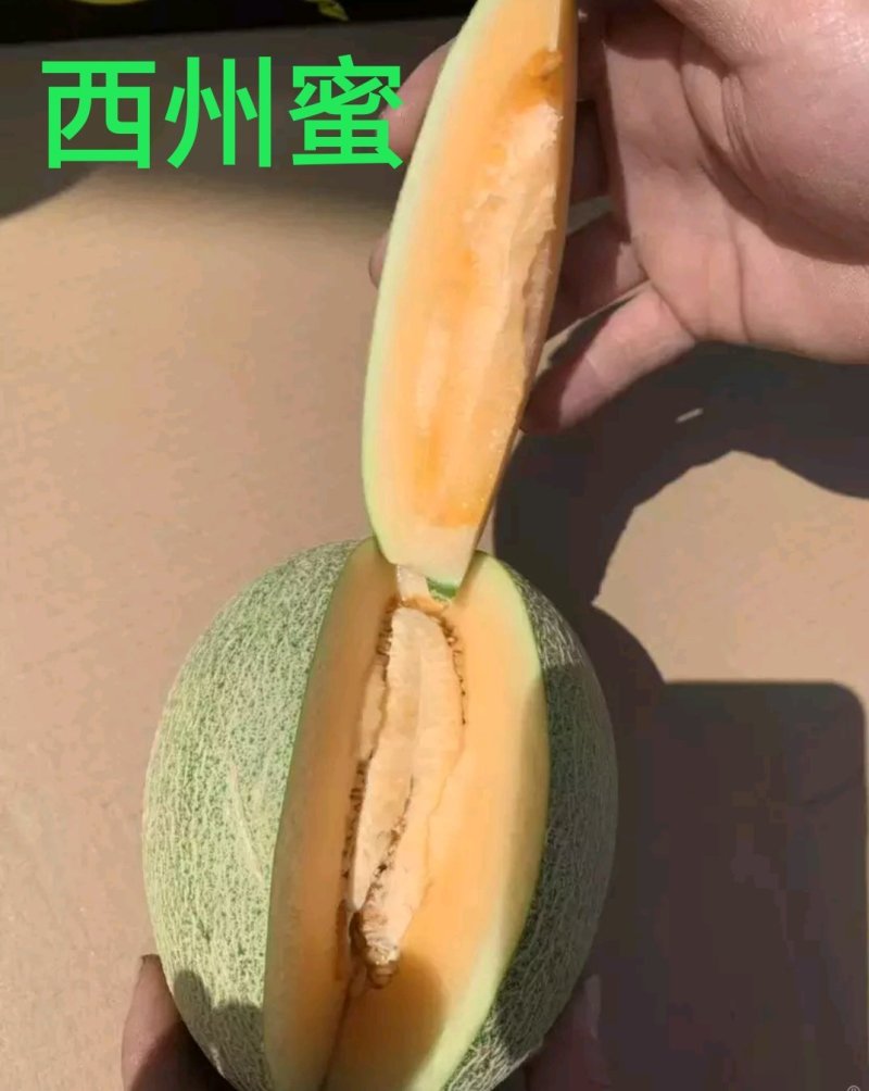 陕西西州蜜/哈密瓜/小蜜25～产地直销，/代发全国……