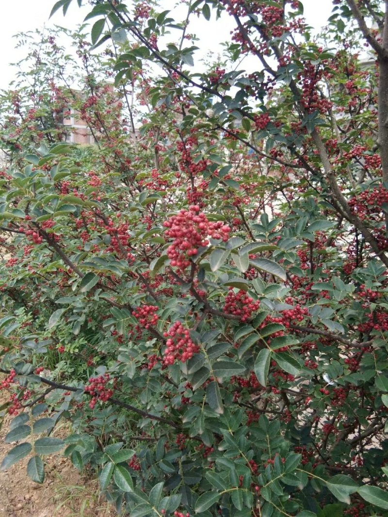 大红袍花椒苗贡椒苗，雪椒，九叶青椒，基地直发可批发零售