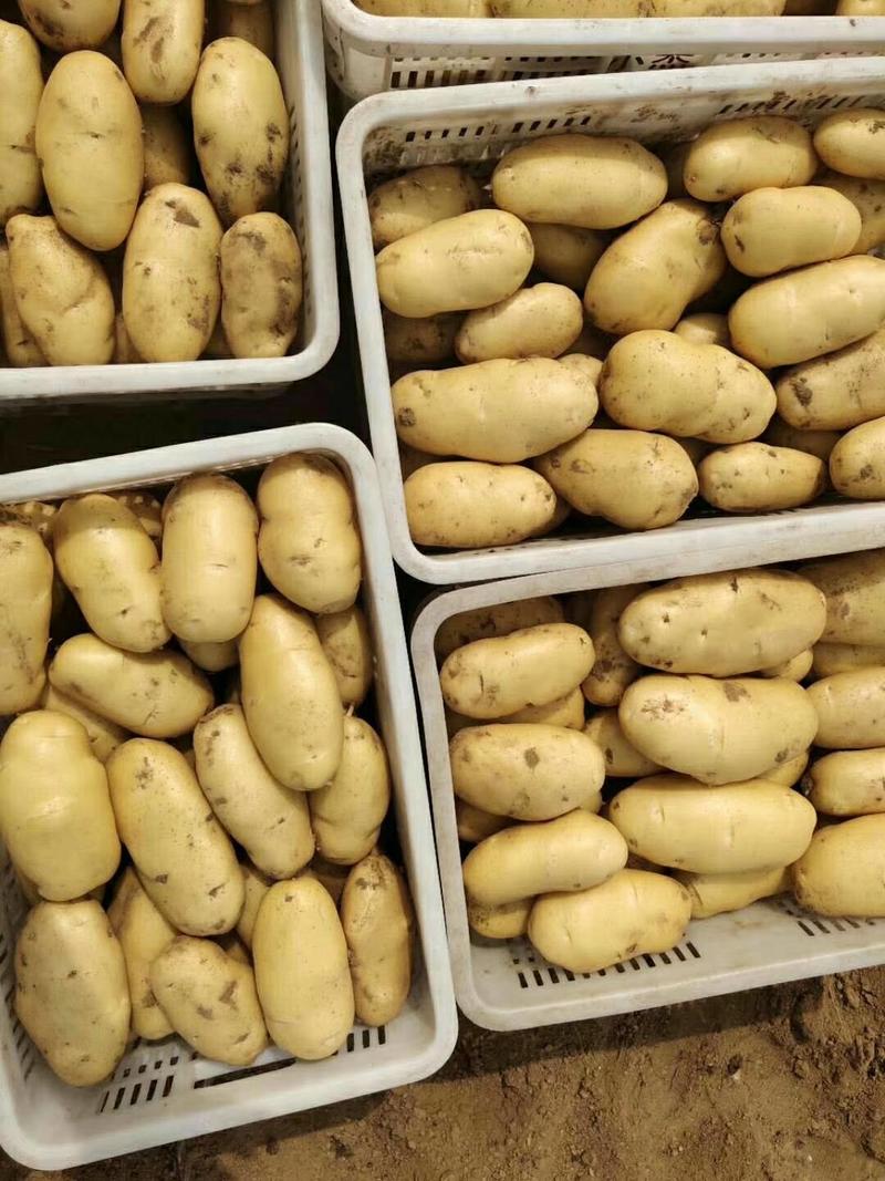 荷兰十五土豆，黄皮黄心，货源充足，产地批发一手货源