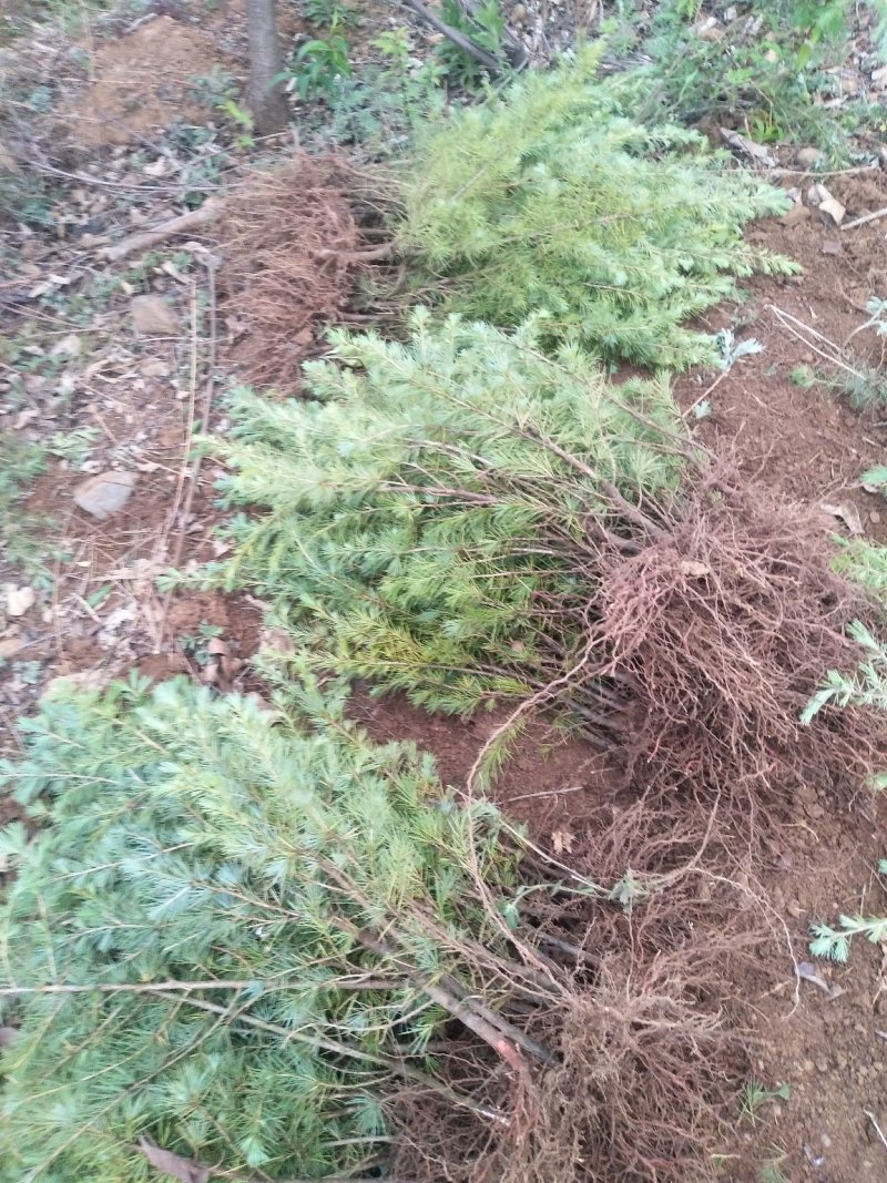 昭通森旺苗圃种植合作社专业培育优质雪松苗，欢迎订购