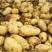 荷兰十五土豆，黄皮黄心，货源充足，产地批发一手货源
