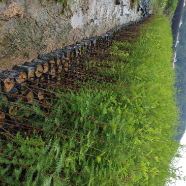 水杉种苗落羽杉小苗批发