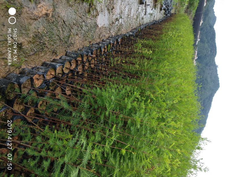 水杉种苗落羽杉小苗批发