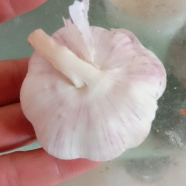 红蒜！个头均匀，紫红皮！八成干！有意者联系！