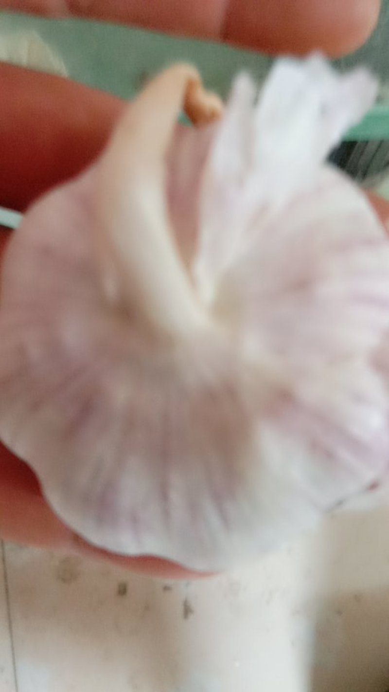 红蒜！个头均匀，紫红皮！八成干！有意者联系！
