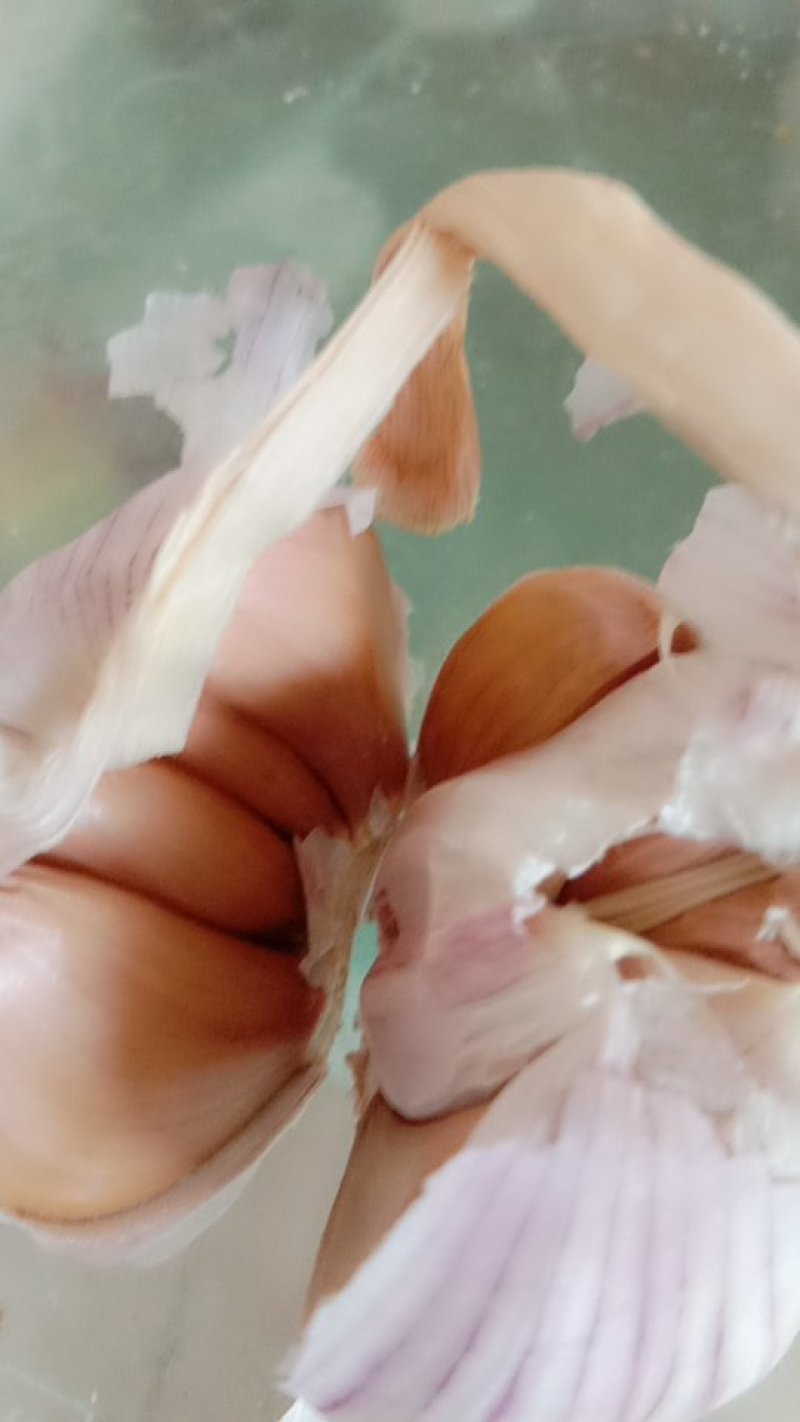 红蒜！个头均匀，紫红皮！八成干！有意者联系！