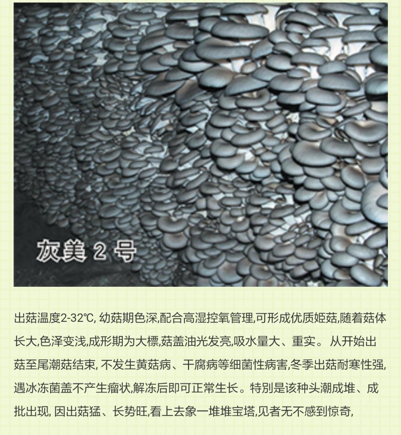 灰美二号平菇母种试管