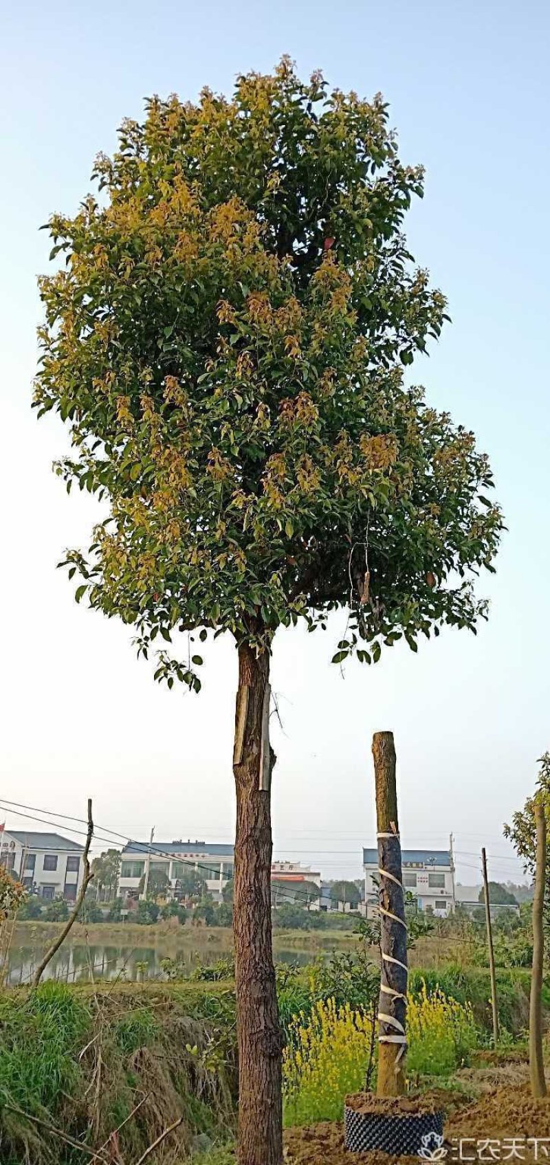18-60公分骨架移植香樟丛生香樟多杆香樟多头香樟