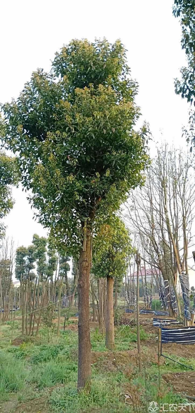 18-60公分骨架移植香樟丛生香樟多杆香樟多头香樟
