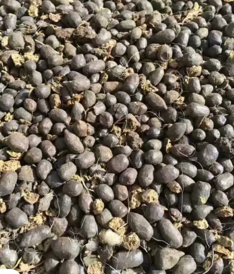 羊粪