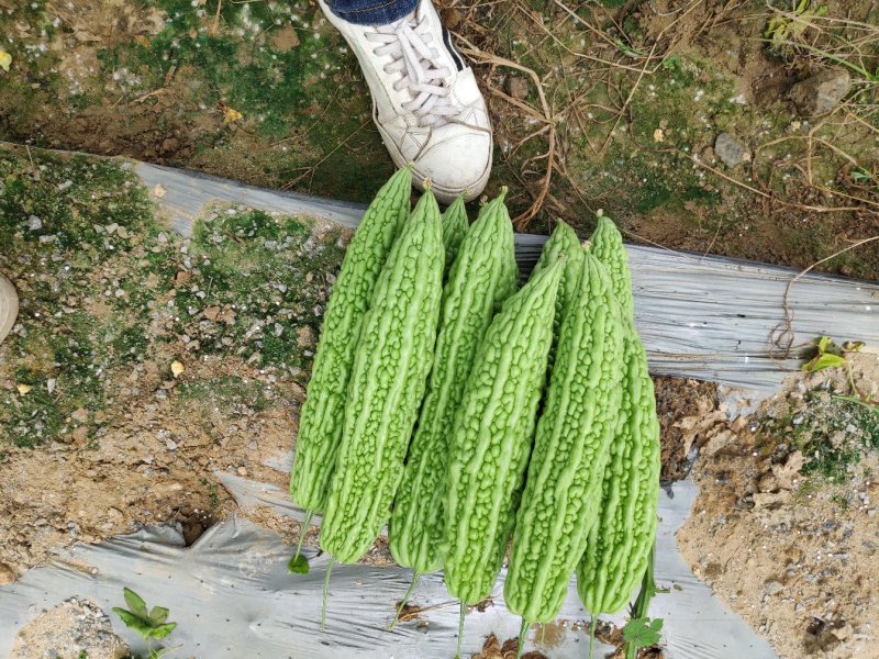 珍珠苦瓜苗（刺瘤型，大棚种植更出色），欢迎来电咨询