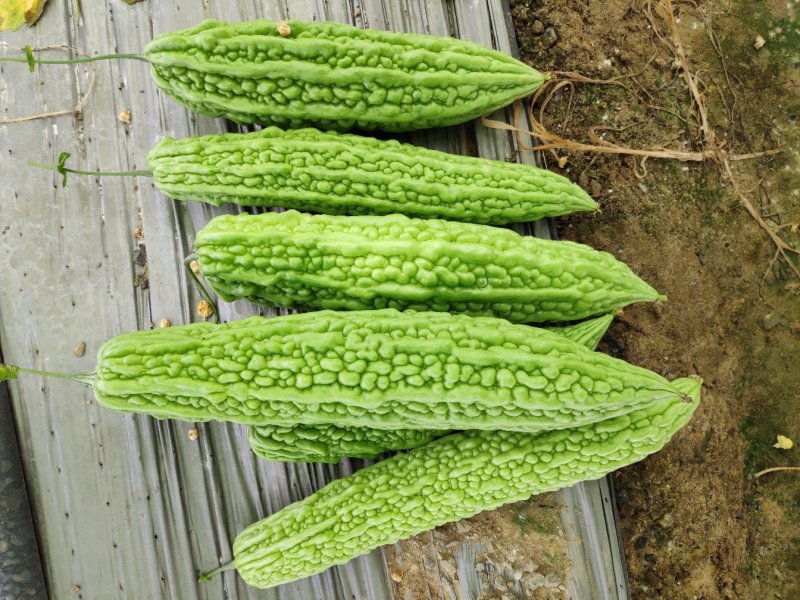珍珠苦瓜苗（刺瘤型，大棚种植更出色），欢迎来电咨询