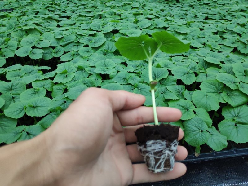 珍珠苦瓜苗（刺瘤型，大棚种植更出色），欢迎来电咨询