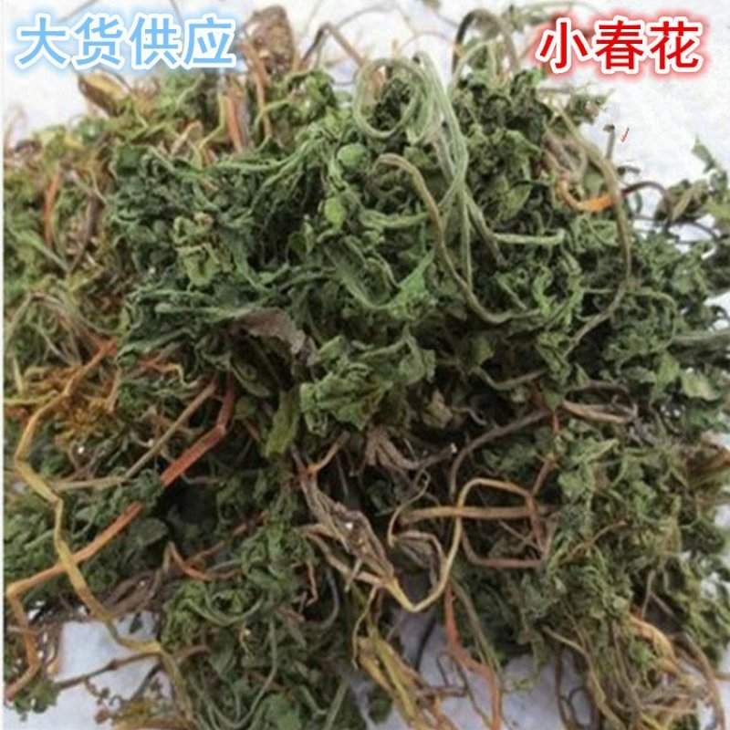小春花阴地厥供应上千种中药材