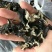 地摊江湖东北小木耳，质量好，一件60斤！毛木耳一件50斤