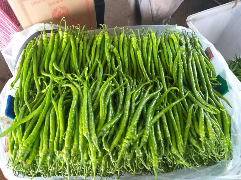 线椒，山东兰陵县万亩线椒大量上市，颜色亮，条直