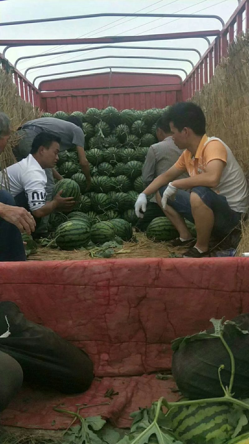 《产地直供》陕西蒲城优质甜王大西瓜大红瓤耐运输保熟