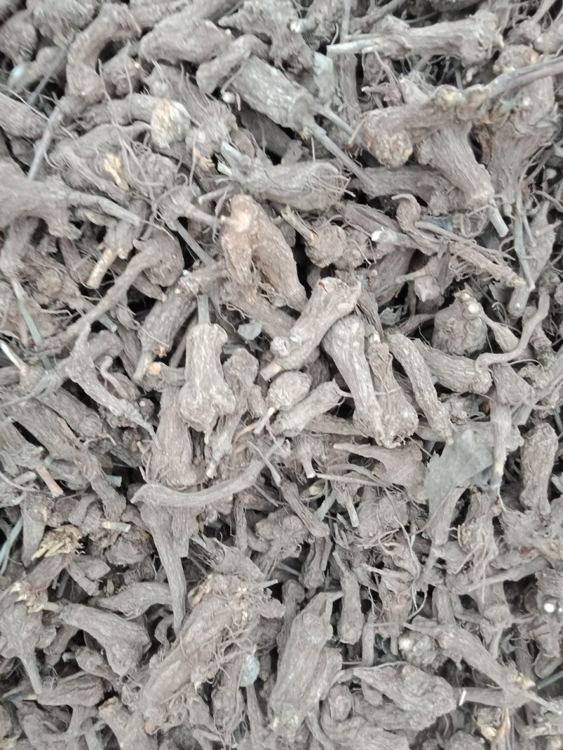 一年生炕小白术白茬