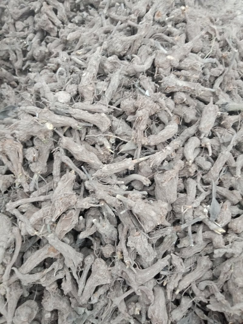 一年生炕小白术白茬