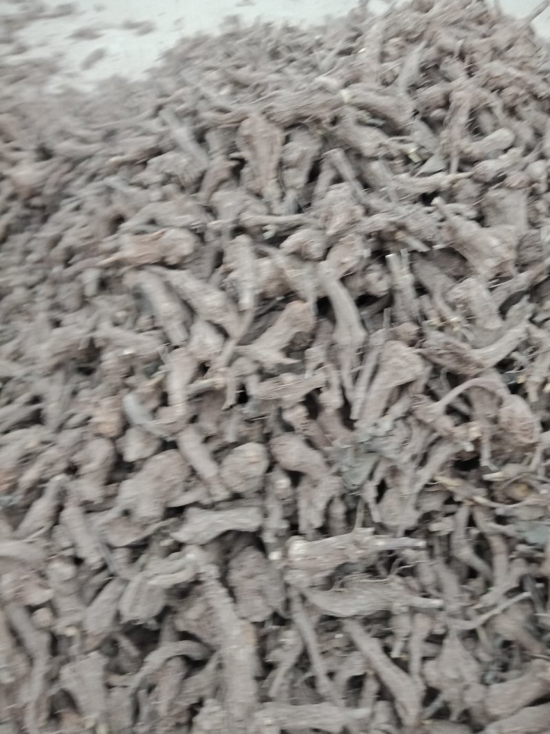 一年生炕小白术白茬