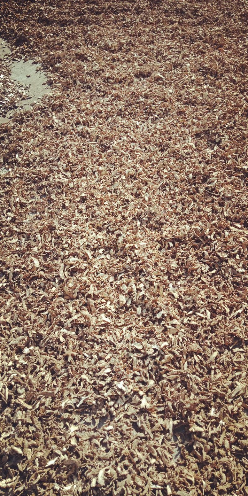 生姜干姜片，贵州二黄姜人工嗮片，做调料