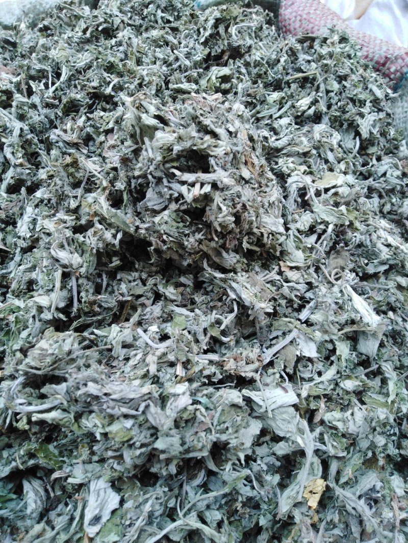 茵陈新货茵陈颜色青干净无杂质大货批发零售正品保障