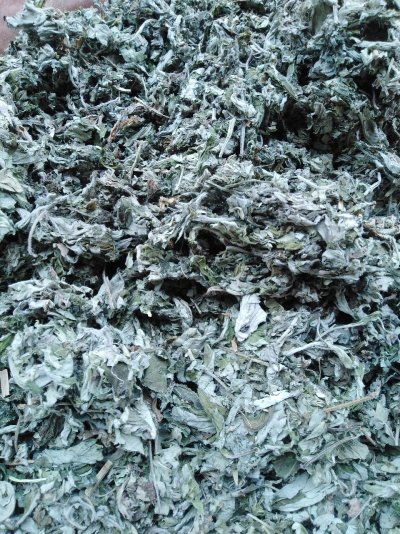 茵陈新货茵陈颜色青干净无杂质大货批发零售正品保障