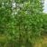 乌桕6--7--8公分